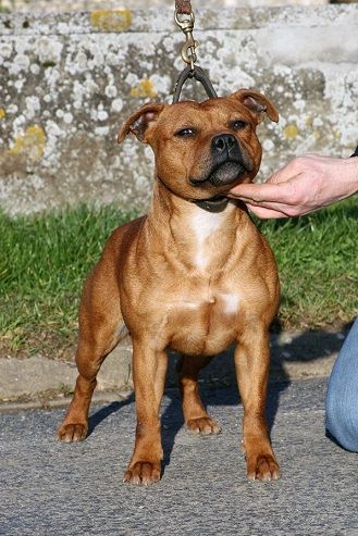 Make it clap of the upper staff kennel