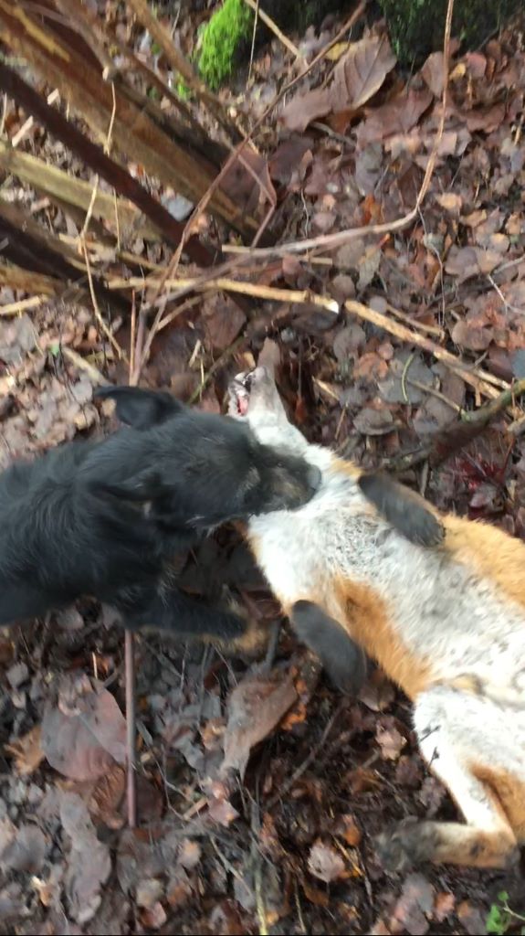 Queency Des Grands Résineux