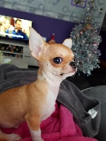 Étalon Chihuahua - Mon chien Des Minis Coeurs