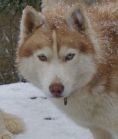 Étalon Siberian Husky - J'avoue-made-in de Youskaille