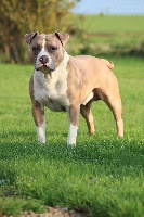 Étalon American Staffordshire Terrier - Leïko (Sans Affixe)