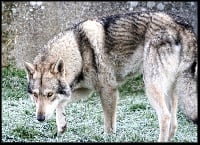 Étalon Chien-loup de Saarloos - Dakota (Sans Affixe)