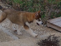 Étalon Alaskan Malamute - Napoleon De La Tundra d'Alaska