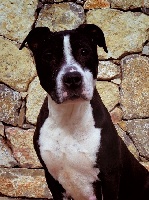 Étalon American Staffordshire Terrier - L' duralex sedlex du Sarmizegetusa Regia