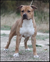 Étalon American Staffordshire Terrier - Briston Legend Nothing else but you