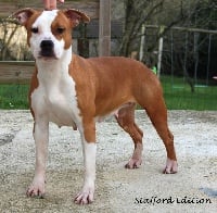 Étalon American Staffordshire Terrier - karballido staffs Burning gold