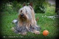 Étalon Australian Silky Terrier - CH. I' shrimp Des P'tits Loups De Grand Lieu