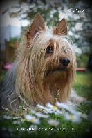 Étalon Australian Silky Terrier - Gimly des Fleurons D'Or
