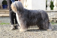 Étalon Bearded Collie - CH. Hors serie des Emeraudes du Lac