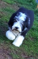Étalon Bearded Collie - Never gonna give you up of Pastime Paradise