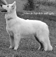 Étalon Berger Blanc Suisse - Iokina du Loup de la Vieille Eglise