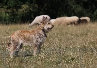 Étalon Berger de Picardie - du berger des Fays L'wappa