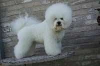 Étalon Bichon Frise - Pipa queen of passions of castle montblanc