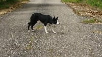 Étalon Border Collie - Coldstream Hypnose