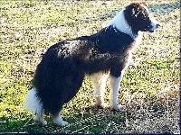 Étalon Border Collie - Butterfly show assorty'k