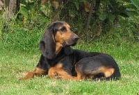 Étalon Bruno du Jura type Bruno - du Val de Geoffroy Tete Noire Loupa