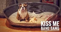 Étalon Bulldog Anglais - Nation Strong Bull N kiss me bang bang