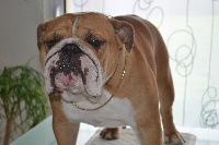 Étalon Bulldog Anglais - Lili rose Bulls Save The Queen