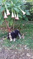 Étalon Cavalier King Charles Spaniel - Babou De la garde aux valets