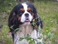 Étalon Cavalier King Charles Spaniel - London Des Nobles Frimousses