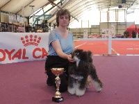 Étalon Chien Particolore à poil frisé - CH. Hermione silver flower de Cybèle des Can'tzu