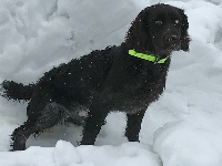 Étalon Chien d'Oysel allemand - Mytic Des Montagnes Du Giffre