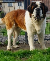 Étalon Chien du Saint-Bernard - Léon De L'écrin Du Paradis D'eawy