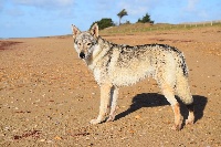 Étalon Chien-loup tchecoslovaque - Akshaya arcano lupo