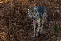 Étalon Chien-loup tchecoslovaque - Jakarta (Sans Affixe)