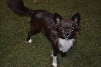 Étalon Chihuahua - Mélody Des P'tits Bouts De L'alba