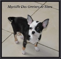 Étalon Chihuahua - Myrtille Des graines de stars