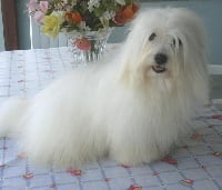 Étalon Coton de Tulear - Freesbee of Blue Moon Cottage