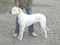 Étalon Dogo Argentino - Mélody Des Dogues Des Terres De L'ovalie