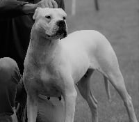 Étalon Dogo Argentino - CH. Inalya De La Palomba Bianca