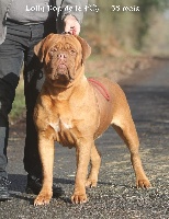 Étalon Dogue de Bordeaux - Lolly pop de la fée caline d'ybla