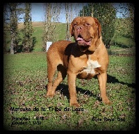 Étalon Dogue de Bordeaux - Matsuko de la tribu de Laza