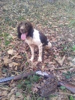 Étalon English Springer Spaniel - Misca dit mandy des Vallées de la Sylve