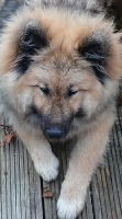 Étalon Eurasier - Lovely guiblack des légende de retz