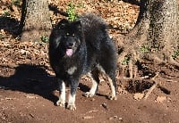 Étalon Eurasier - Mya Du Domaine Des Hugoux