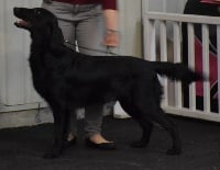 Étalon Flat Coated Retriever - Le plus beau c'est gaston De La Chasse Des Ballastières