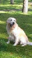 Étalon Golden Retriever - Lord Du bois de la rayere