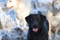 Étalon Labrador Retriever - Miss maisy of angel's head