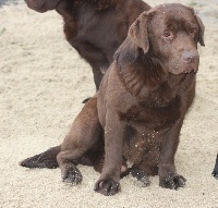 Étalon Labrador Retriever - Ledjie de la plaine du Vermandois