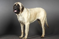 Étalon Mastiff - CH. Liberty des Mastiffs d'Enfer