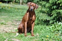 Étalon Rhodesian Ridgeback - Kamuva Ebhema Masunga