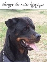 Étalon Rottweiler - Hizia the lovely girl of sheitan