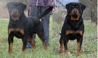 Étalon Rottweiler - Messi vom Hause Juan