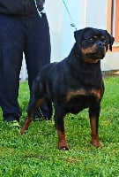 Étalon Rottweiler - Zarra from naomi's star's