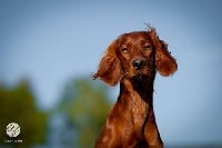 Étalon Setter irlandais rouge - Corvette working gundogs