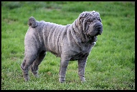 Étalon Shar Pei - Ma chouette a bisous du Nuorilang